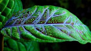 Sustainable Web Development